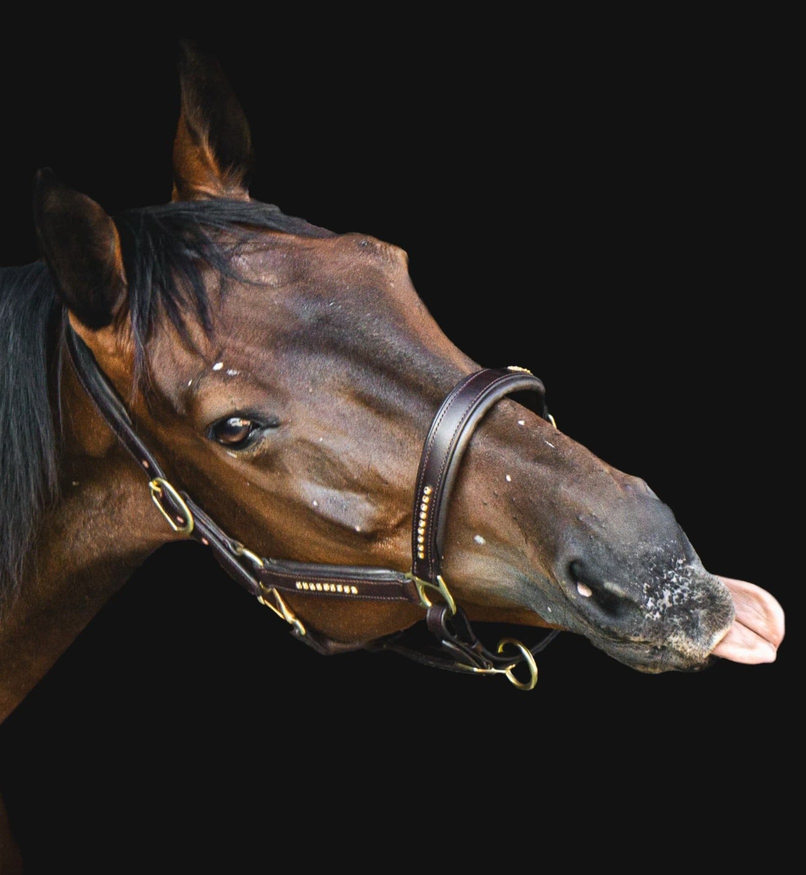 Ein dunkelbraunes Pferd trägt ein braunes weich unterlegtes Lederhalfter mit goldenen Glitzersteinen und Messingbeschlägen von der Marke Ascot Reitsportartikel. Der Hintergrund ist schwarz. Das Pferd streckt seine Zunge raus. 