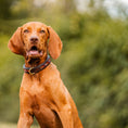 Load image into Gallery viewer, Dog collar with rhinestones inside
