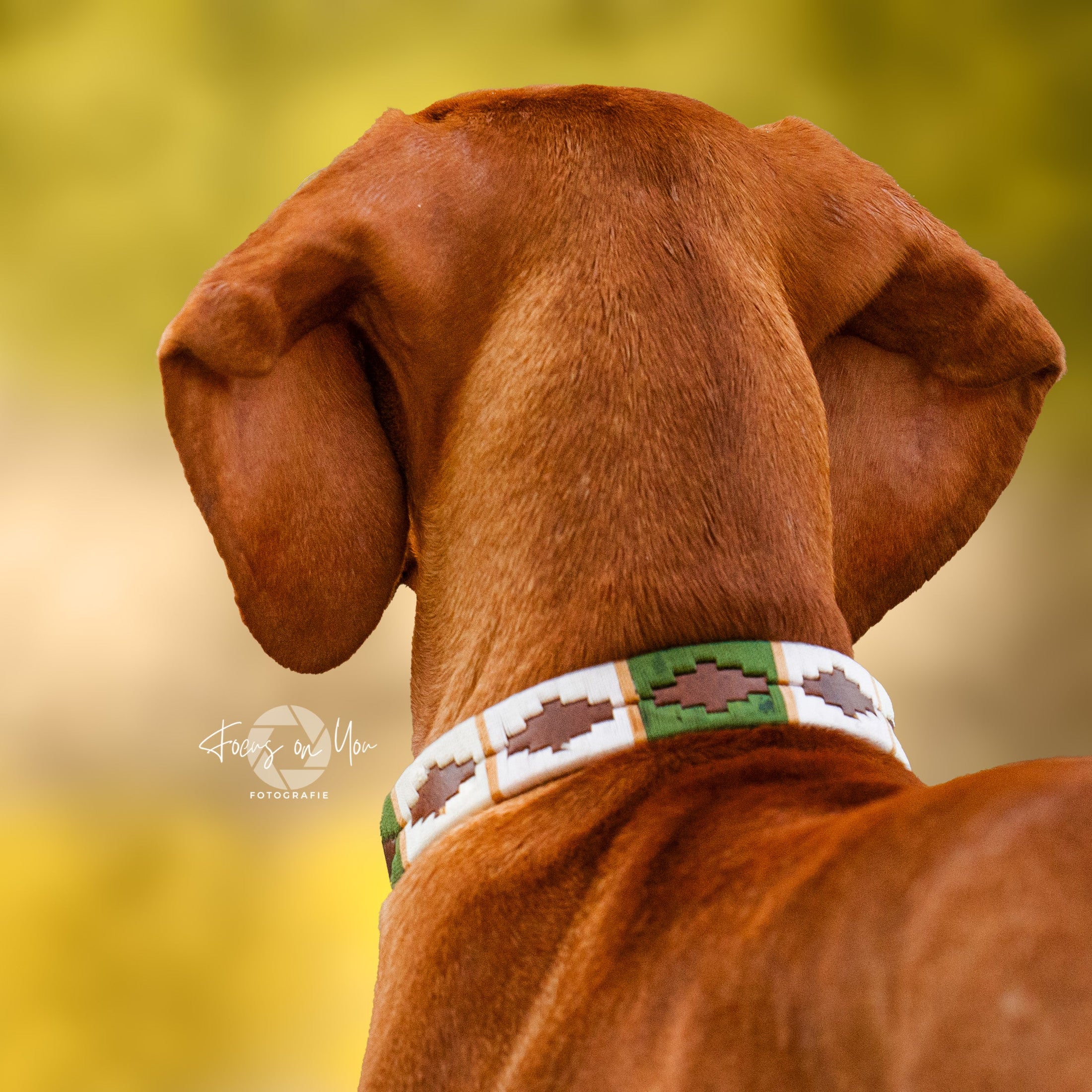 braune Hundehalsbänder im Polo-Design