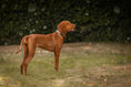 Load image into Gallery viewer, Dog collars in polo design
