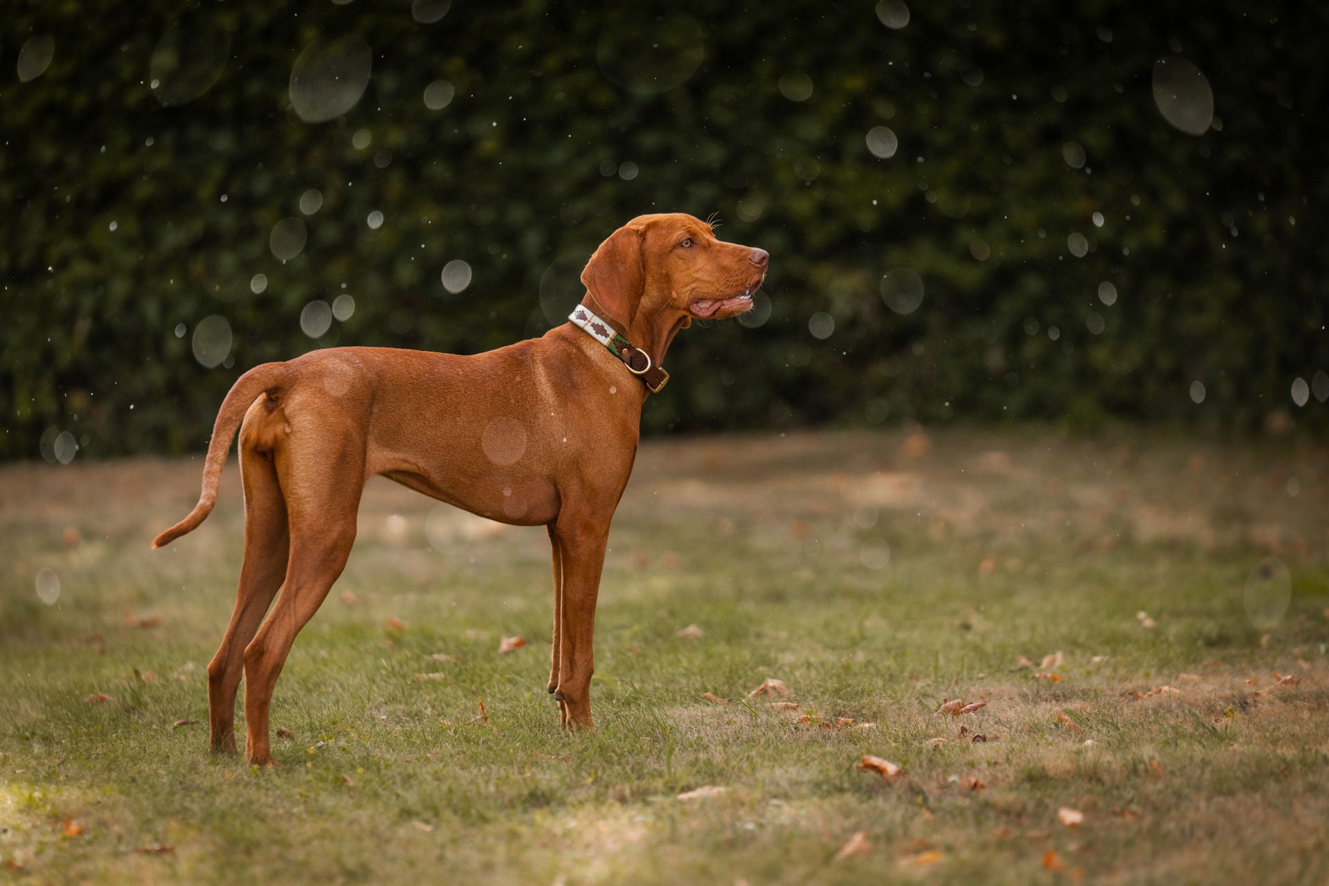 Dog collars in polo design