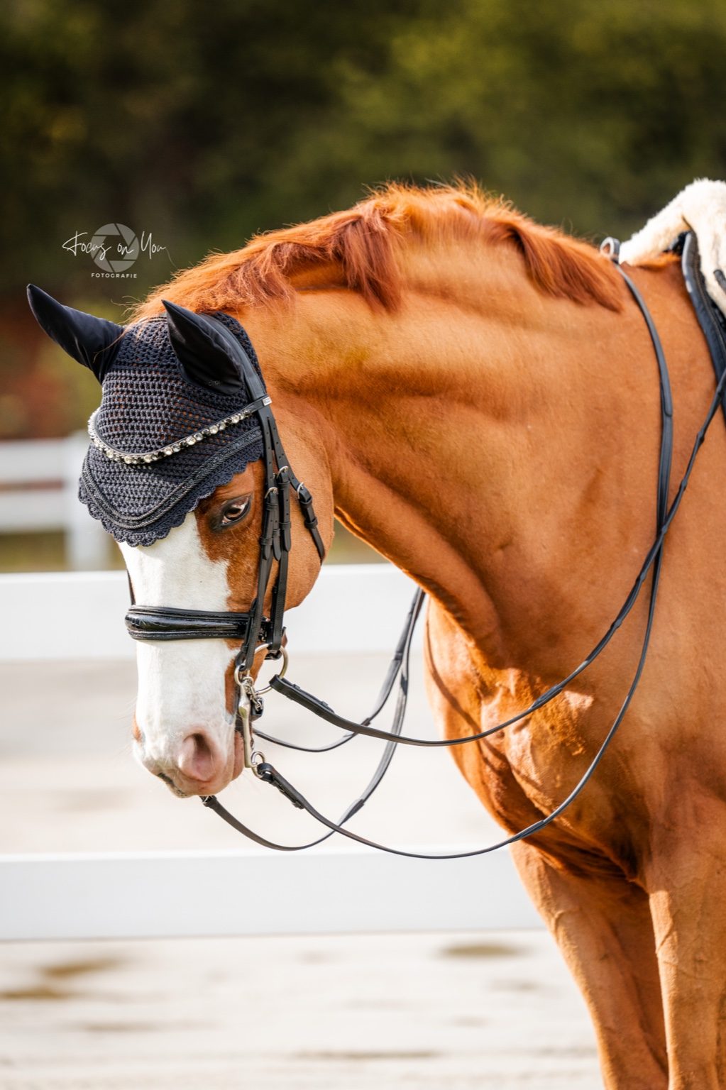 Kandare Saint-Tropez