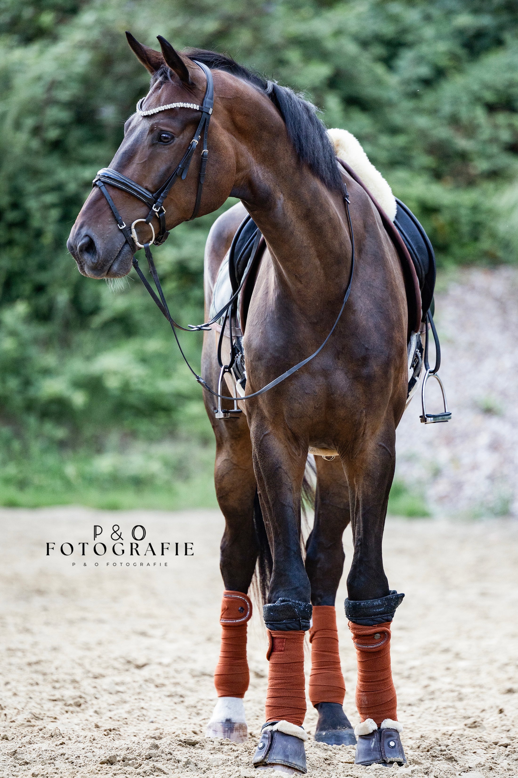 Trense Saint-Tropez