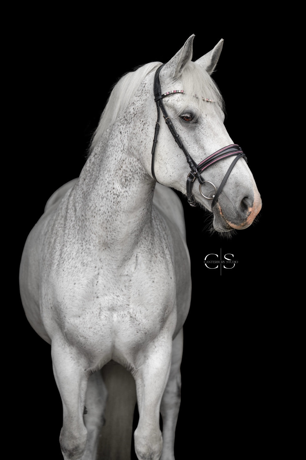 Trense Saint-Tropez