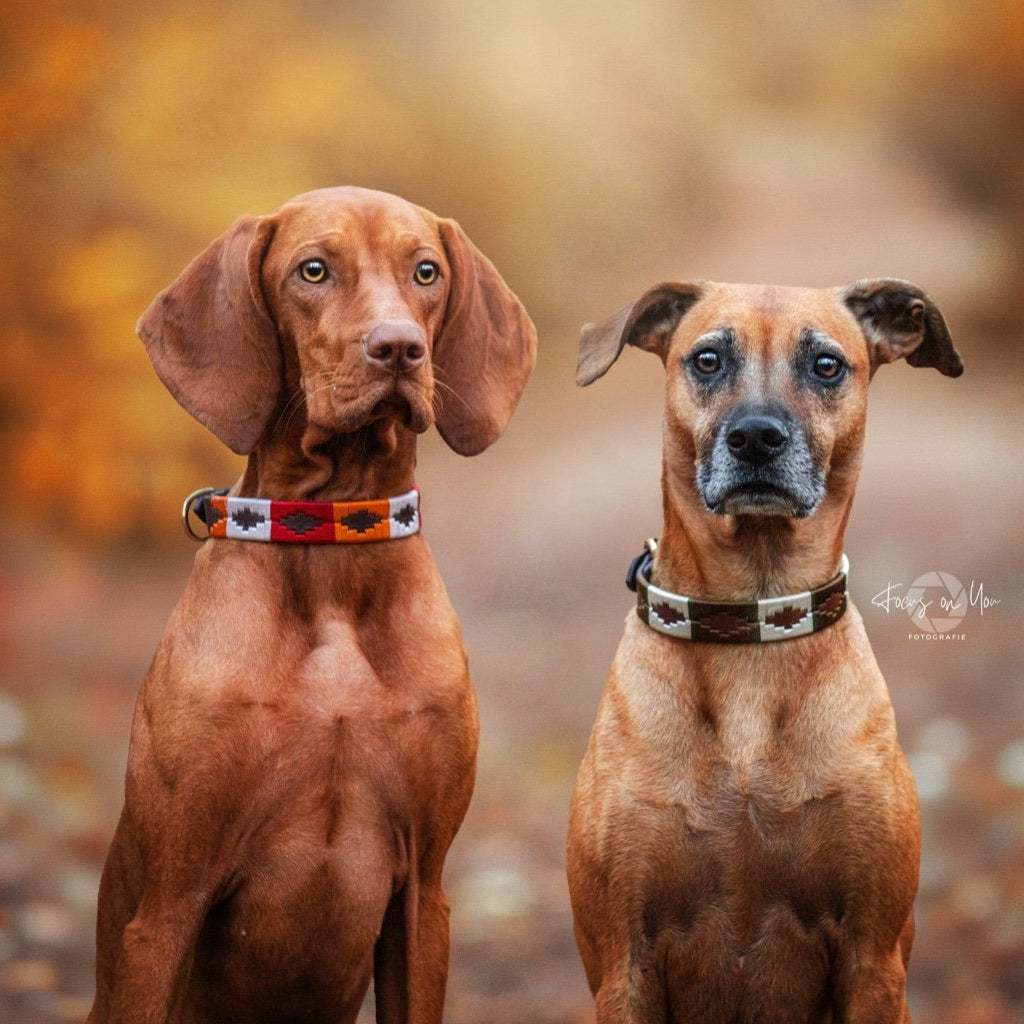braune Hundehalsbänder im Polo-Design