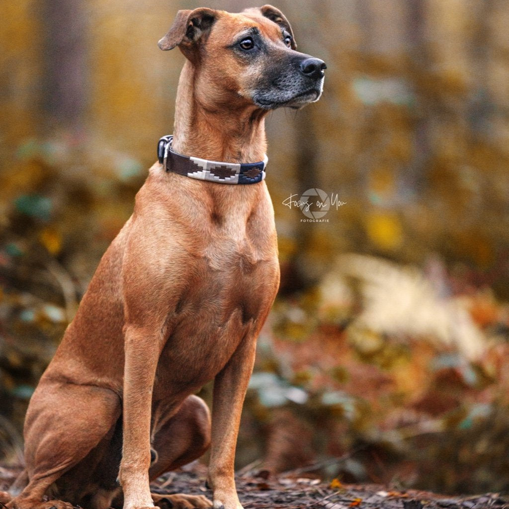 braune Hundehalsbänder im Polo-Design