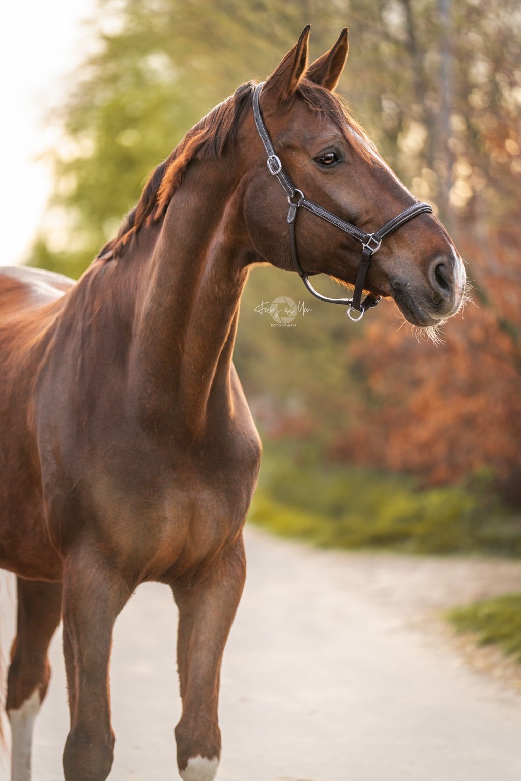Lederhalfter Aachen