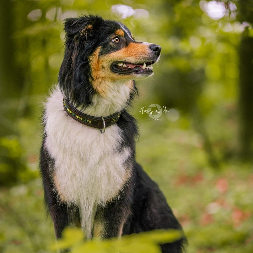 Braunes Hundehalsband mit innenliegenden Strasssteinen