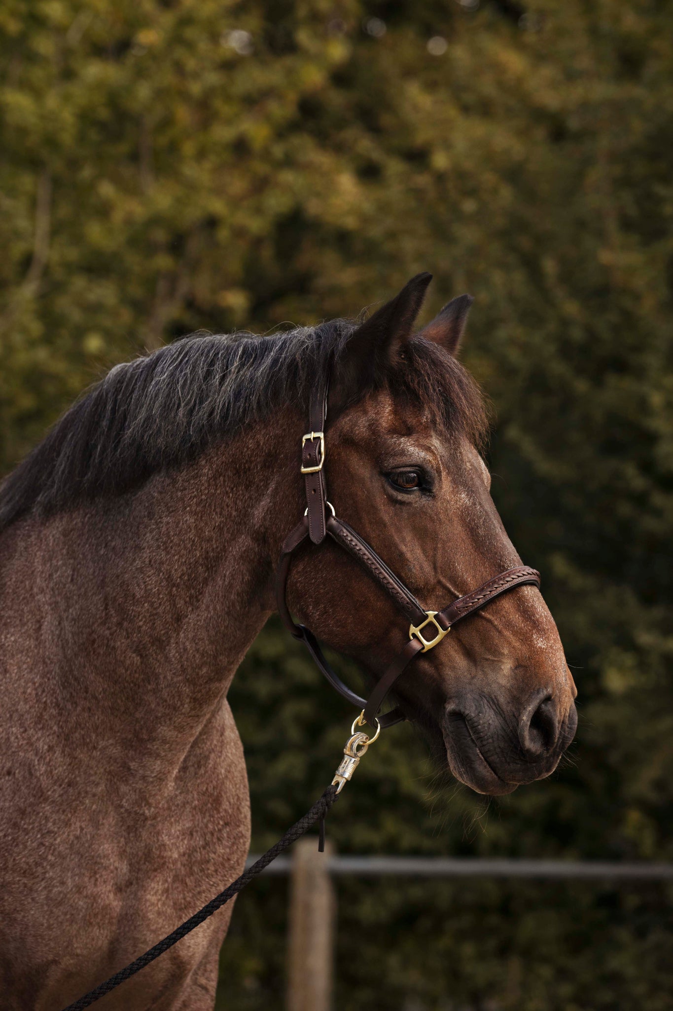 Lederhalfter mit geflochtenem Detail