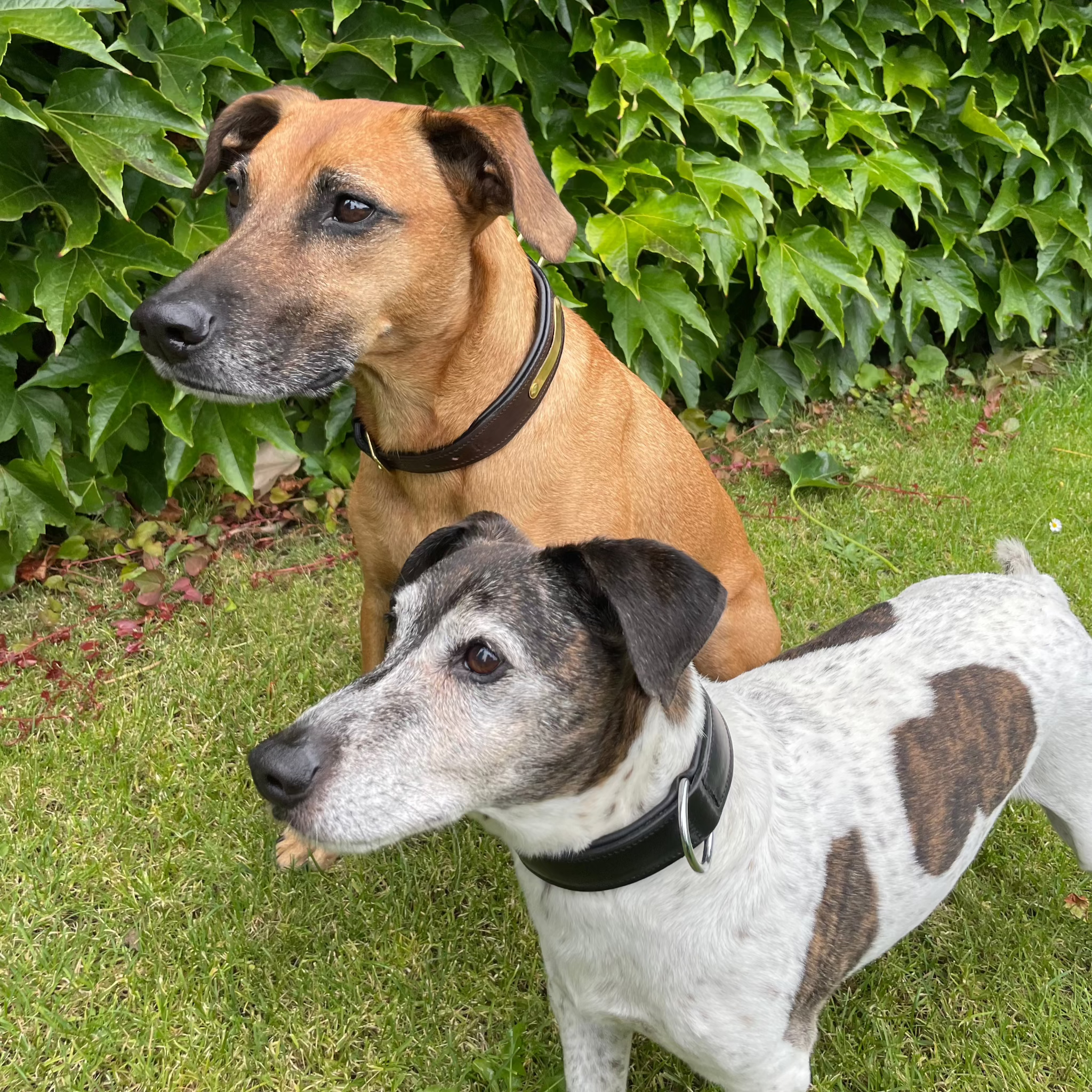 Schwarzes und braunes Lederhundehalsband mit der Möglichkeit auf eine individuelle Gravurplatte.