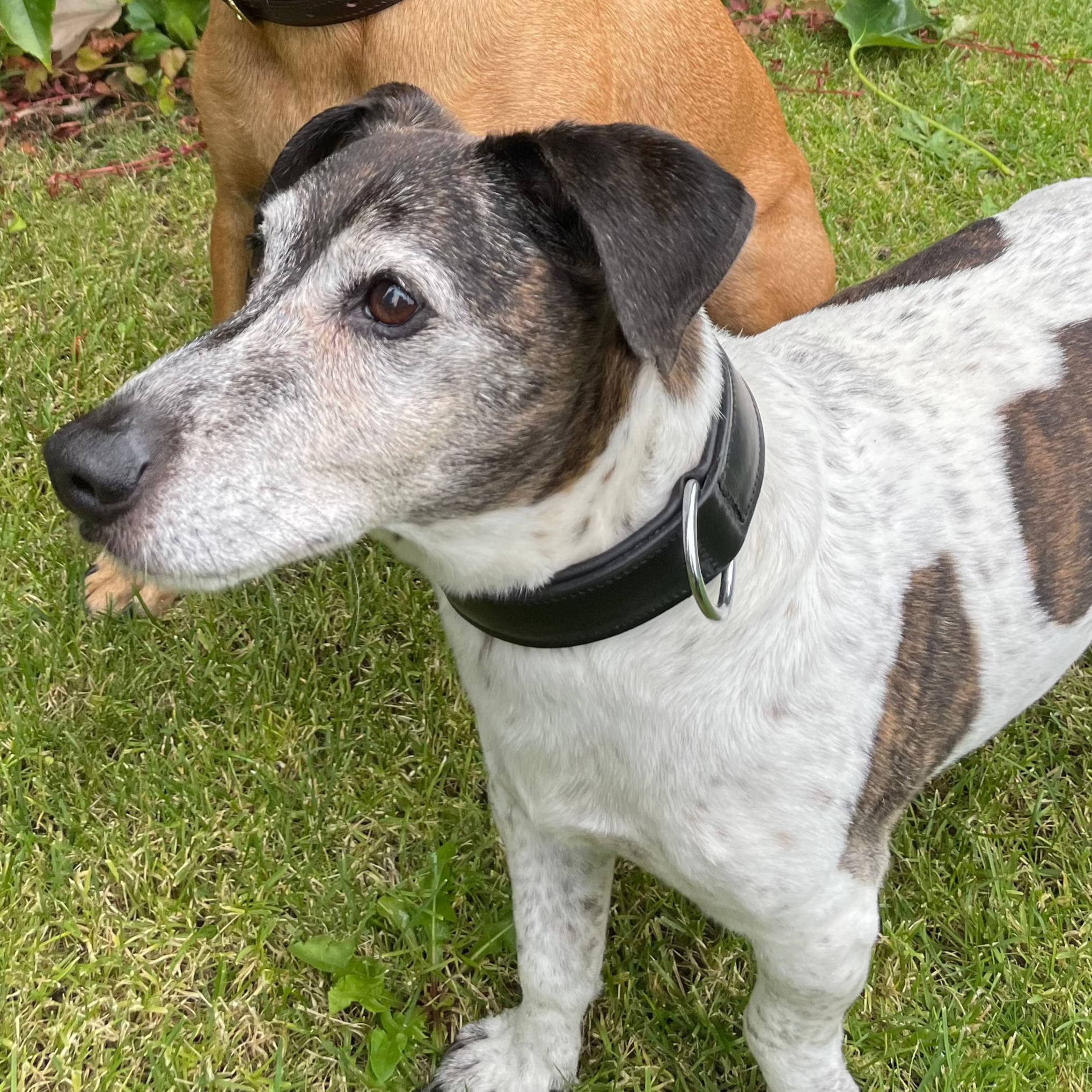 Schwarzes Lederhundehalsband aus pflanzlich gegerbtem Leder.