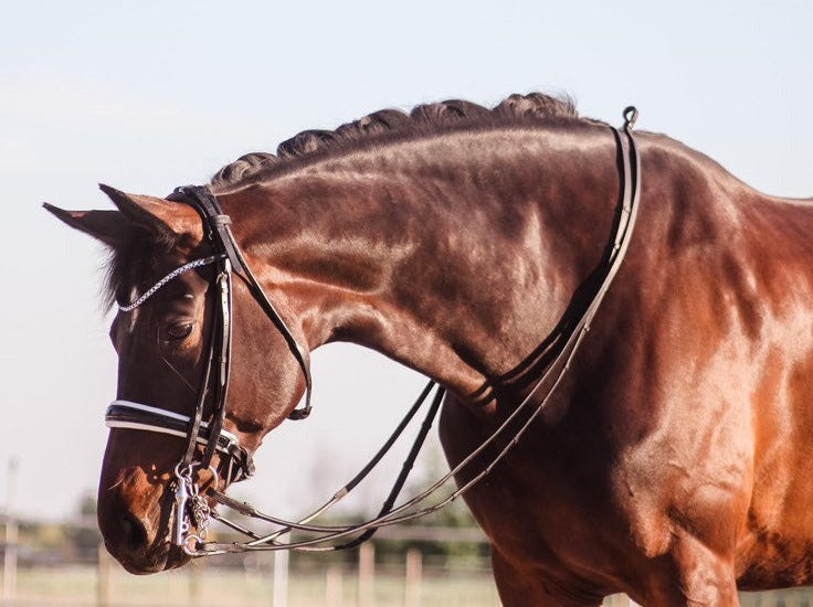 Ein braunes Pferd trägt eine schwarze rundgenähte Kandare mit einem Lacknasenriemen mit weißer Unterlegung und Strassstirnband der Marke Ascot Reitsportartikel. Beide Lederzügel und Gebisse sind deutlich zuerkennen. Da das Pferd von der Seite aufgenommen wurde, ist das gepolsterte Genickstück der Kandare gut zu erkennen. Der Hintergrund ist schwarz.