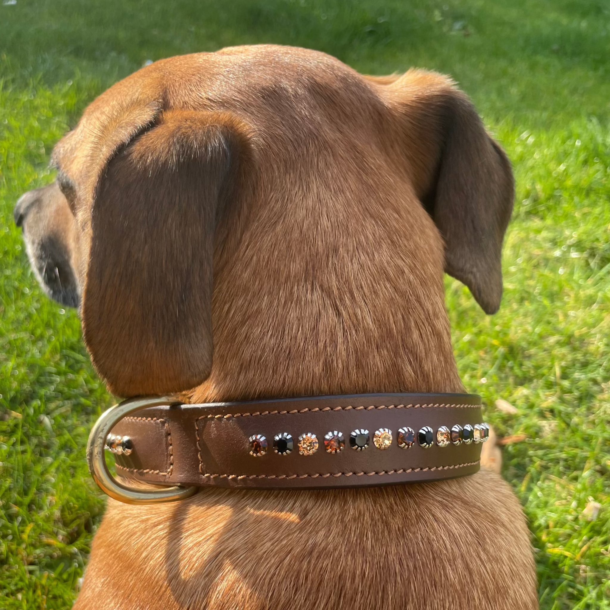 Ein Hund trägt ein braunes Lederhalsband mit funkelnden gold/ braunen Strasssteinen von der Marke Ascot Reitsportartikel.