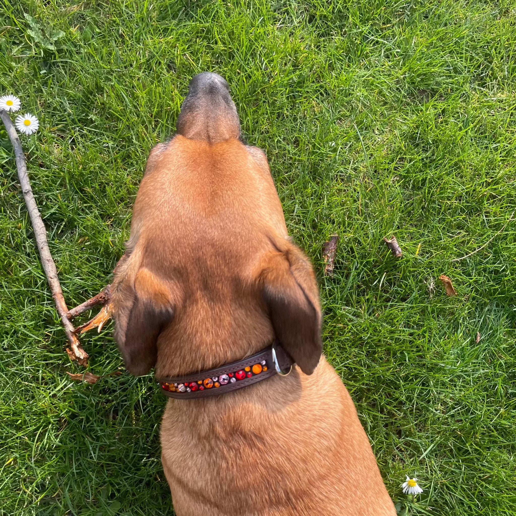 Elegantes braunes Lederhundehalsband mit innenliegenden rot/orange/rosa Strasssteinen von der Marke Ascot Reitsportartikel