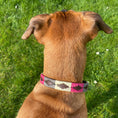 Load image into Gallery viewer, Ein brauner Hund trägt ein grau/ beige/ pinkes Hundehalsband im Polo Design der Marke Ascot Reitsportartikel.
