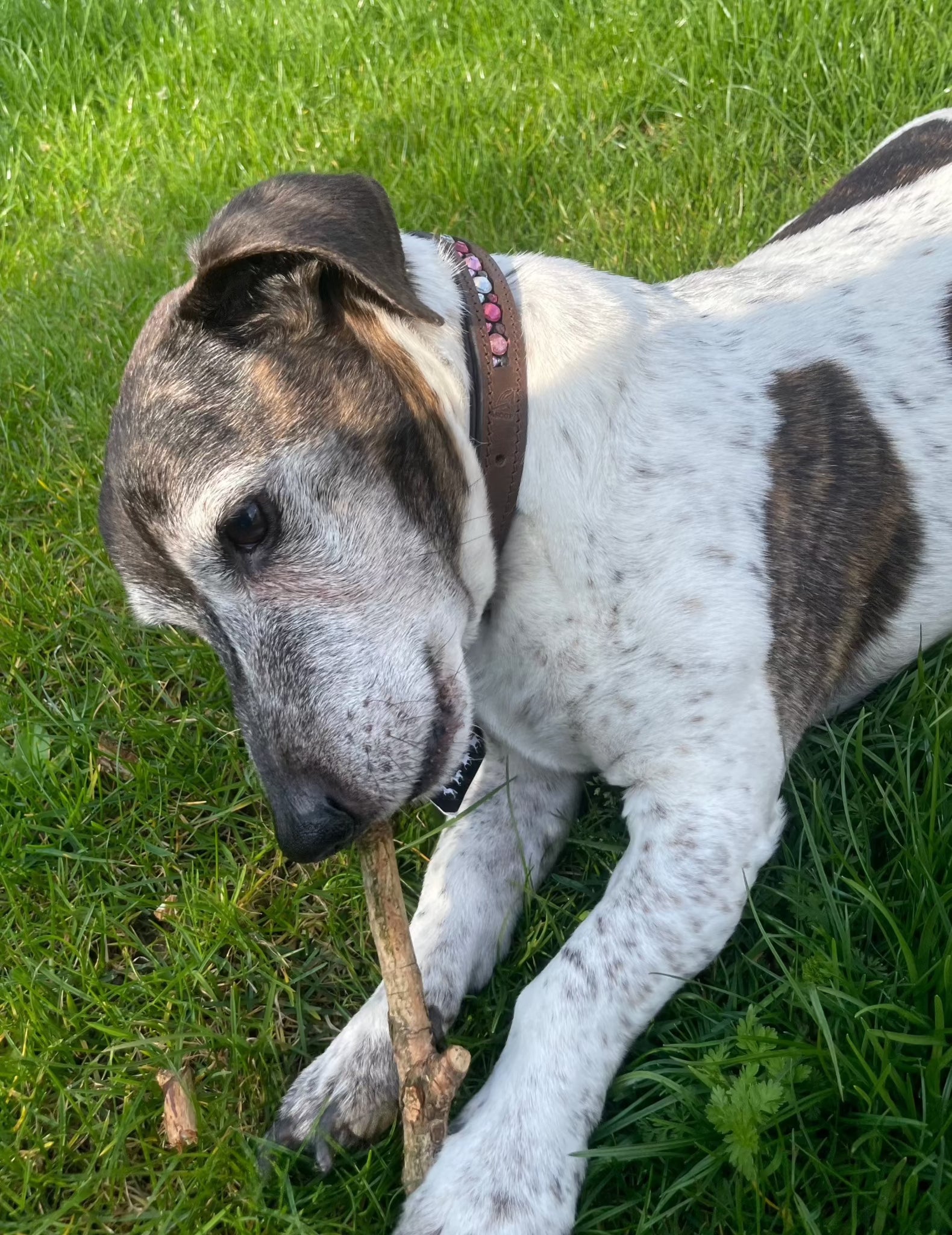 Elegantes braunes Lederhundehalsband mit innenliegenden rosafarbigen Strasssteinen von der Marke Ascot Reitsportartikel