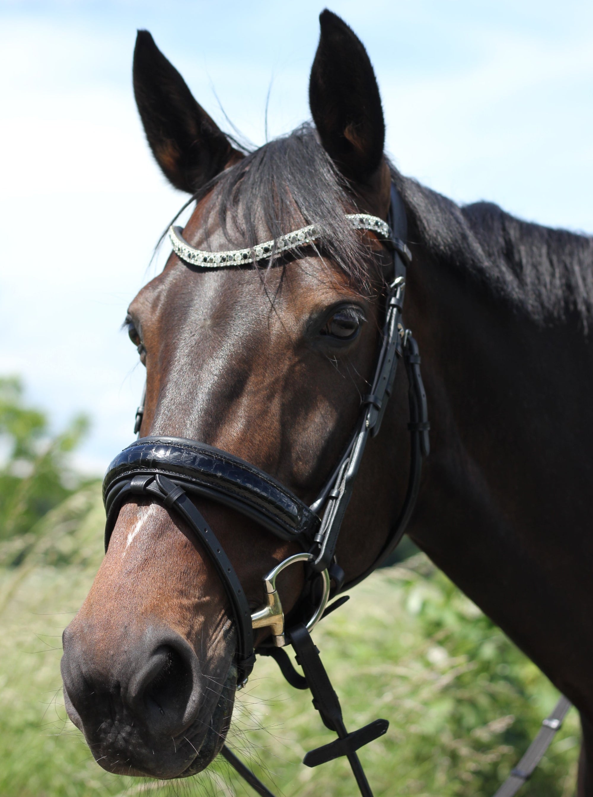 Ein dunkelbraunes Pferd trägt eine halb runde schwarze lack Trense mit silbernen Beschlägen von der Marke Ascot Reitsportartikel. Die Trense besitzt ein weich gepolstertes breites anatomisches Genickstück mit Druckausgleich in der Mitte und einen weichunterlegten schwedisch-kombinierten Lacknasenriemen, der eine goldenen Kroko Musterung und einen Gebissringausschnitt hat. In der Trense ist ein Strassstirnriemen mit klaren, grauen und schwarzen Strasssteinen eingebaut.