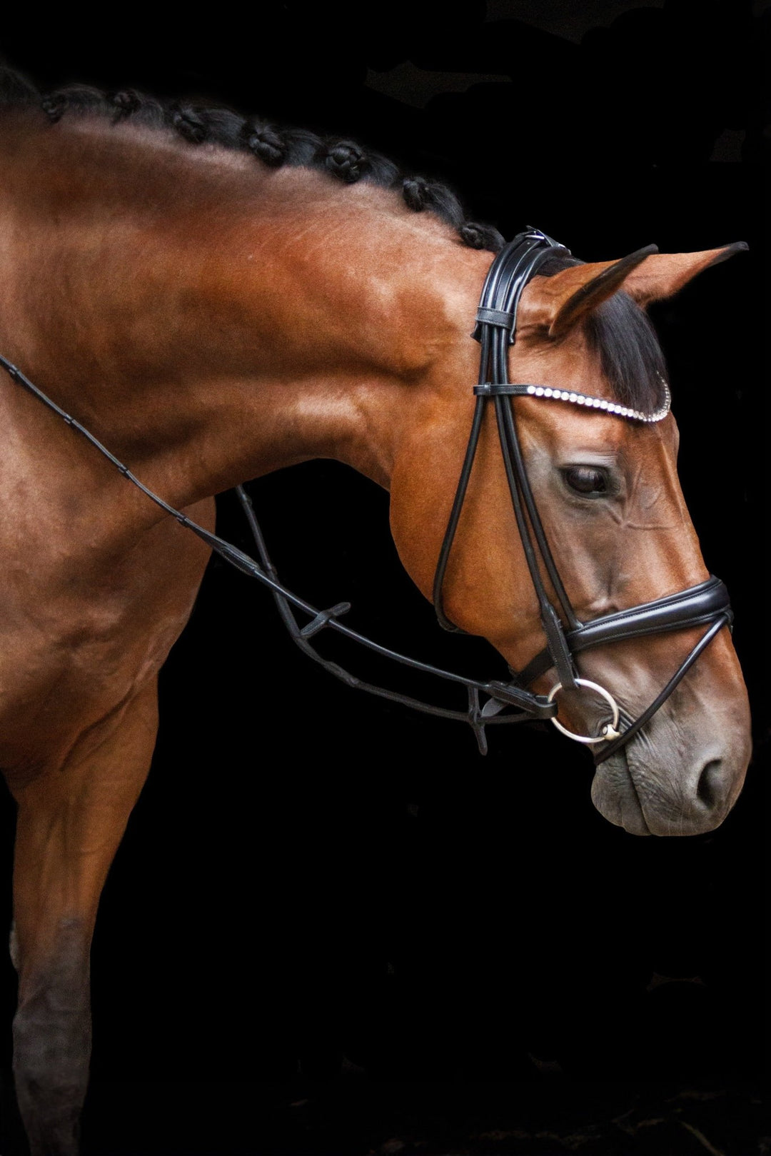 Trense Wellington schwarz matt mit englisch - kombiniert (Zulaufend) von der Marke Ascot Reitsportartikel.