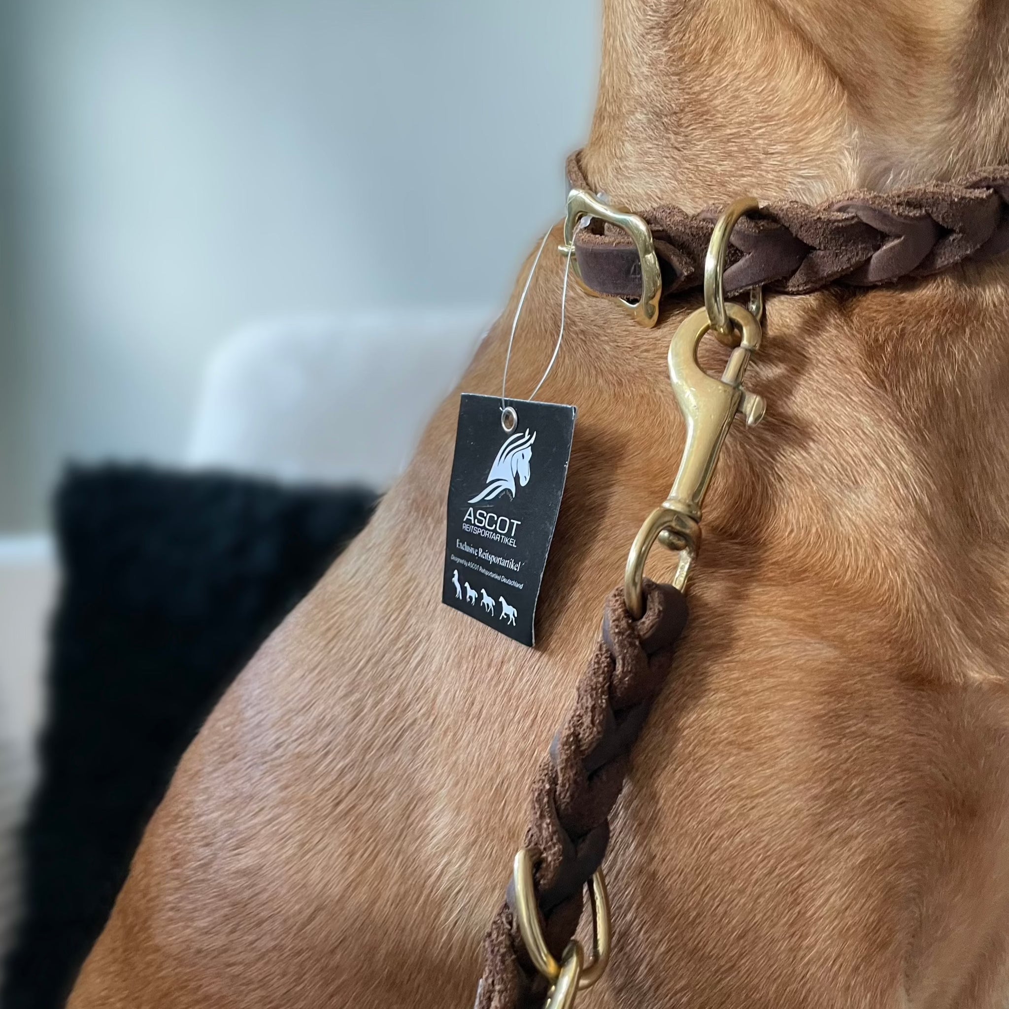 Ein brauner Hund trägt ein stilvolles braun geflochtenes Lederhundehalsband mit einer Messingschnalle und einem D-Ring, mit der passenden Lederleine. Beides ist von der Marke Ascot Reitsportartikel.  