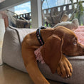 Bild in Galerie-Betrachter laden, Braunes Hundehalsband mit innenliegenden Strasssteinen - Ascot Reitsportrosa (braunes Leder) silberne Beschläge

