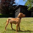 Bild in Galerie-Betrachter laden, Braunes Hundehalsband mit innenliegenden Strasssteinen - Ascot Reitsportrosa - burgundy - orange (braunes Leder) Messingbeschläge
