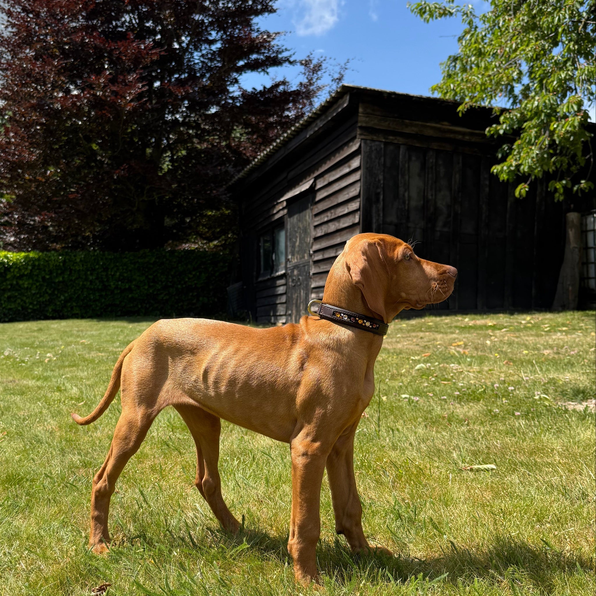 Braunes Hundehalsband mit innenliegenden Strasssteinen - Ascot Reitsportrosa - burgundy - orange (braunes Leder) Messingbeschläge