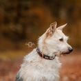 Load image into Gallery viewer, Dog collar with rhinestones inside
