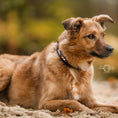 Load image into Gallery viewer, Dog collar with rhinestones inside
