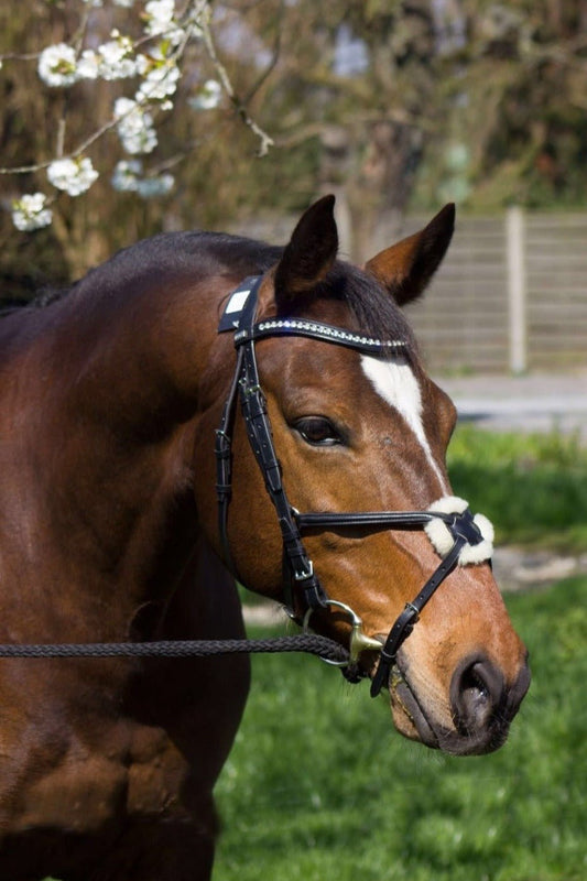 Schwarze Eco Trense Mexikanisch mit silbernen Beschlägen von der Marke Ascot Reitsportartikel.