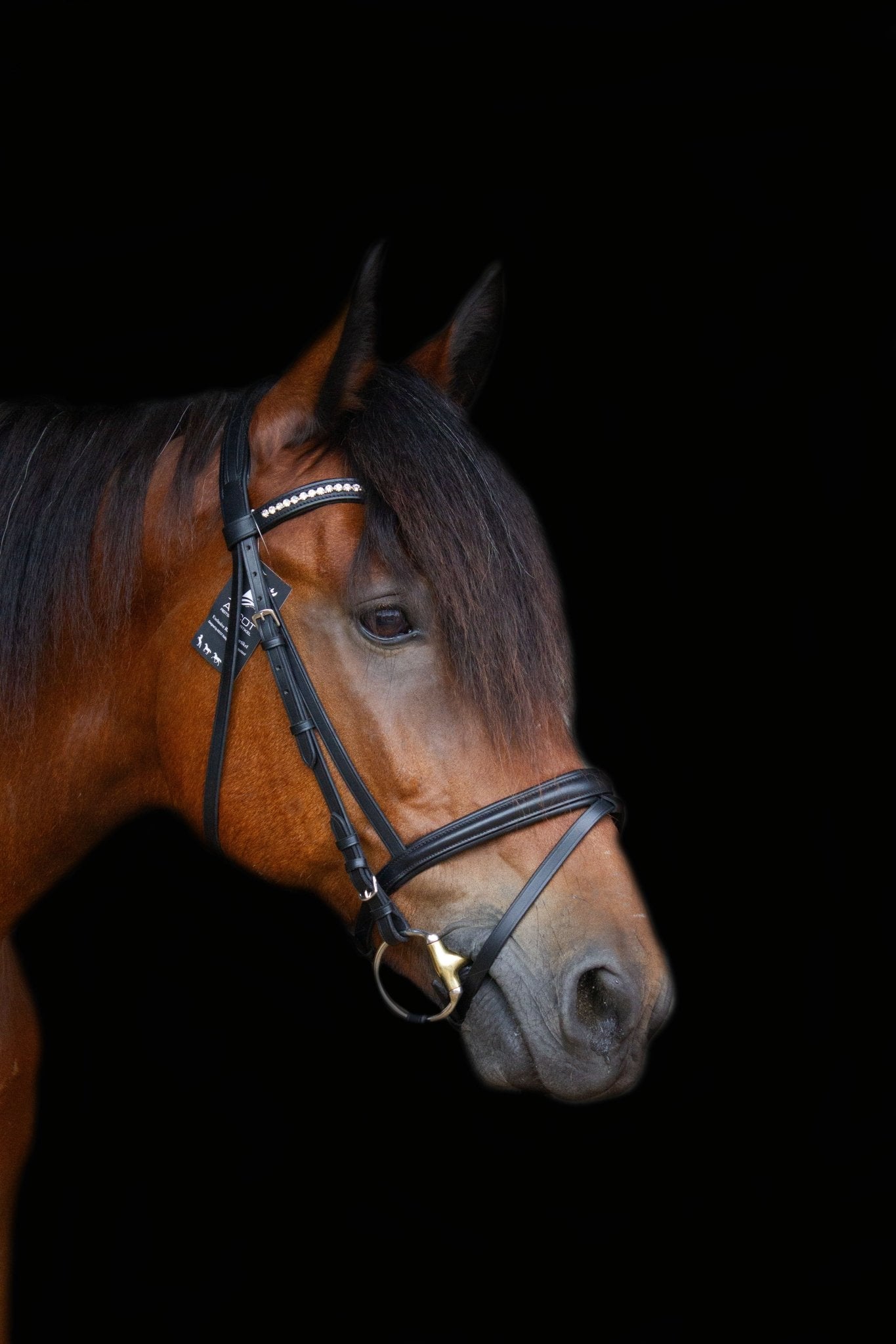 Eco Trense - Ascot Reitsportschwarz/ weiß matt mit silbernen Beschlägen