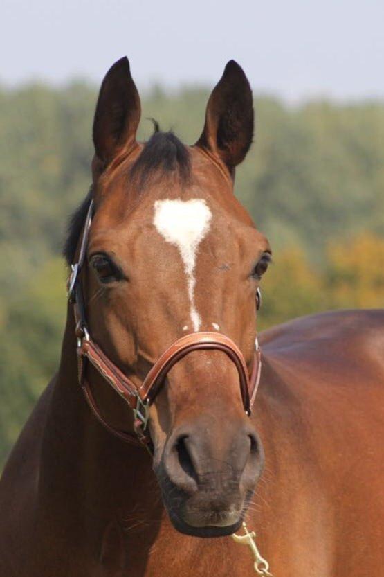 Cognacfarbenes halbrundes Lederhalfter mit weißer Ziernaht von der Marke Ascot Reitsportartikel-pflanzlich gegerbtes Leder