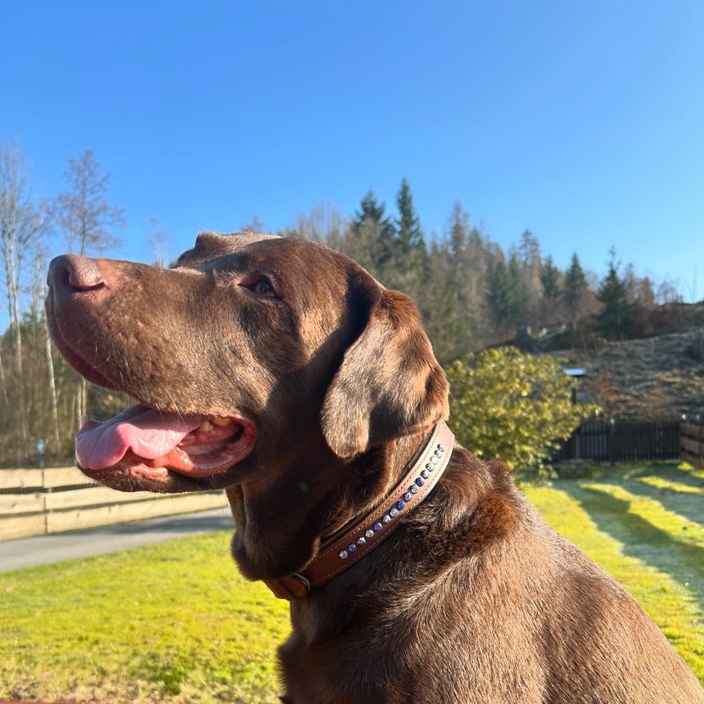 Ein brauner Labrador trägt ein cognac farbiges Lederhalsband mit blauen Strasssteinen der Marke Ascot Reitsportartikel.