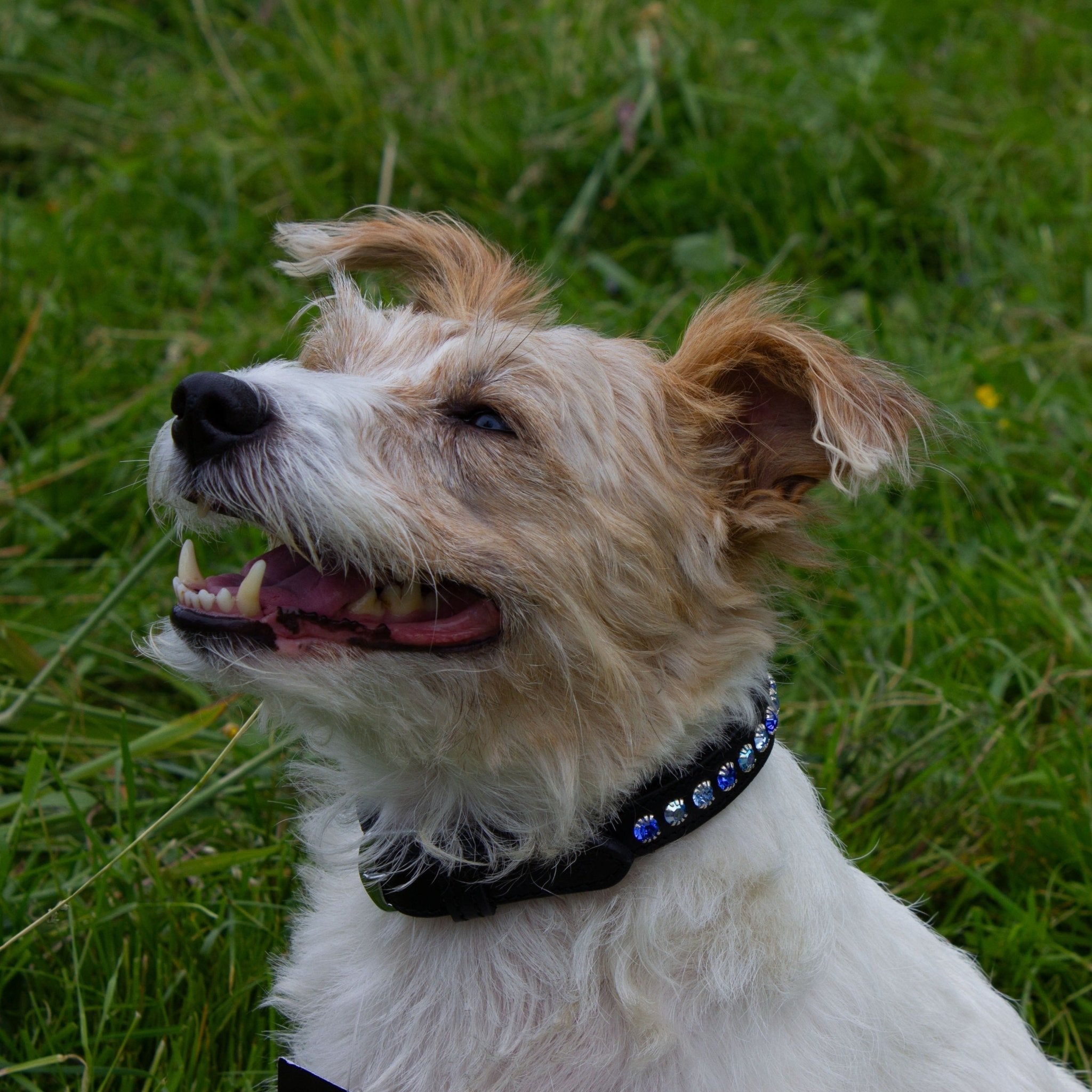 Ein Hund trägt ein schwarzes Lederhalsband mit funkelnden blau/ hellblau Strasssteinen von der Marke Ascot Reitsportartikel.