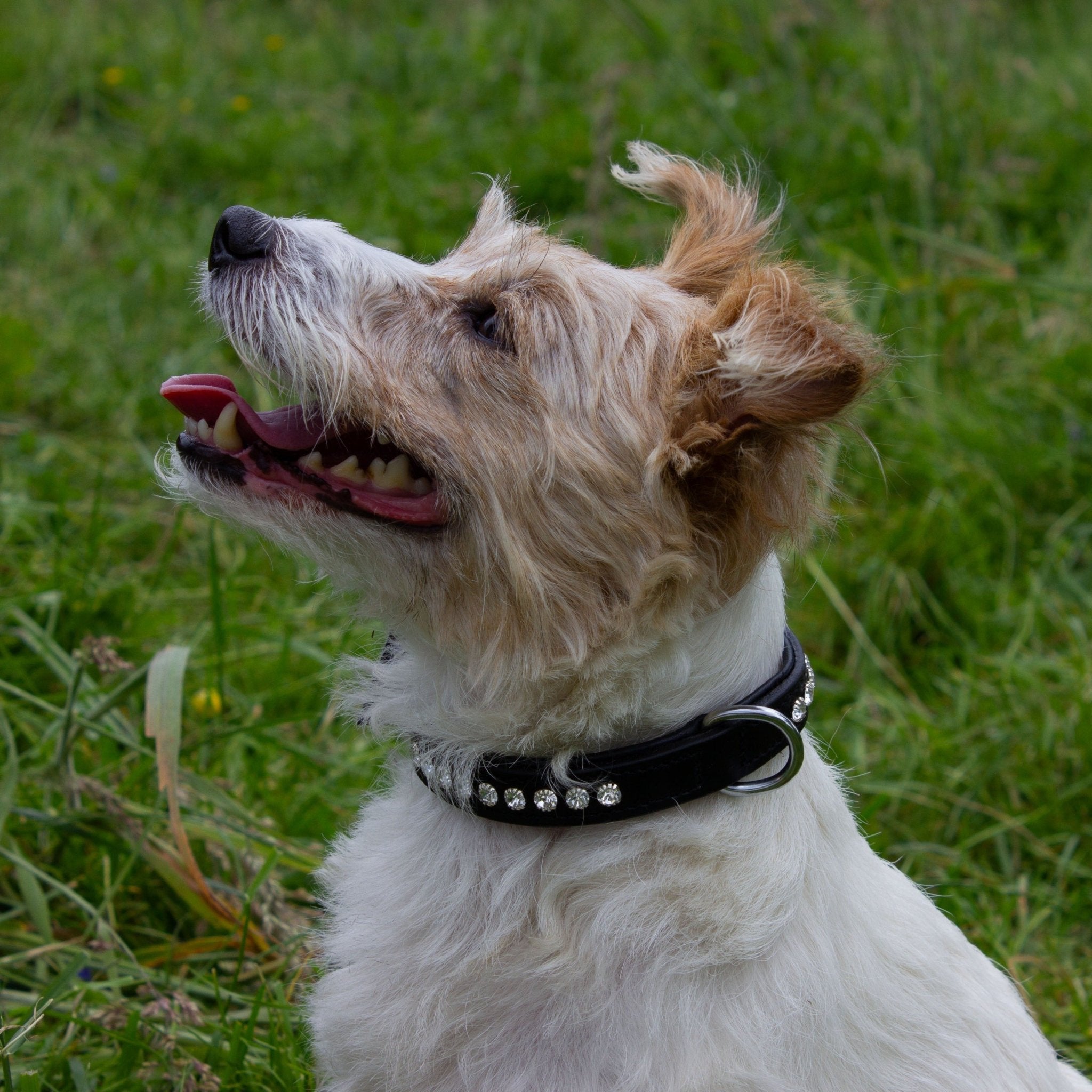 Ein Hund trägt ein schwarzes Lederhalsband mit funkelnden klaren Strasssteinen von der Marke Ascot Reitsportartikel.