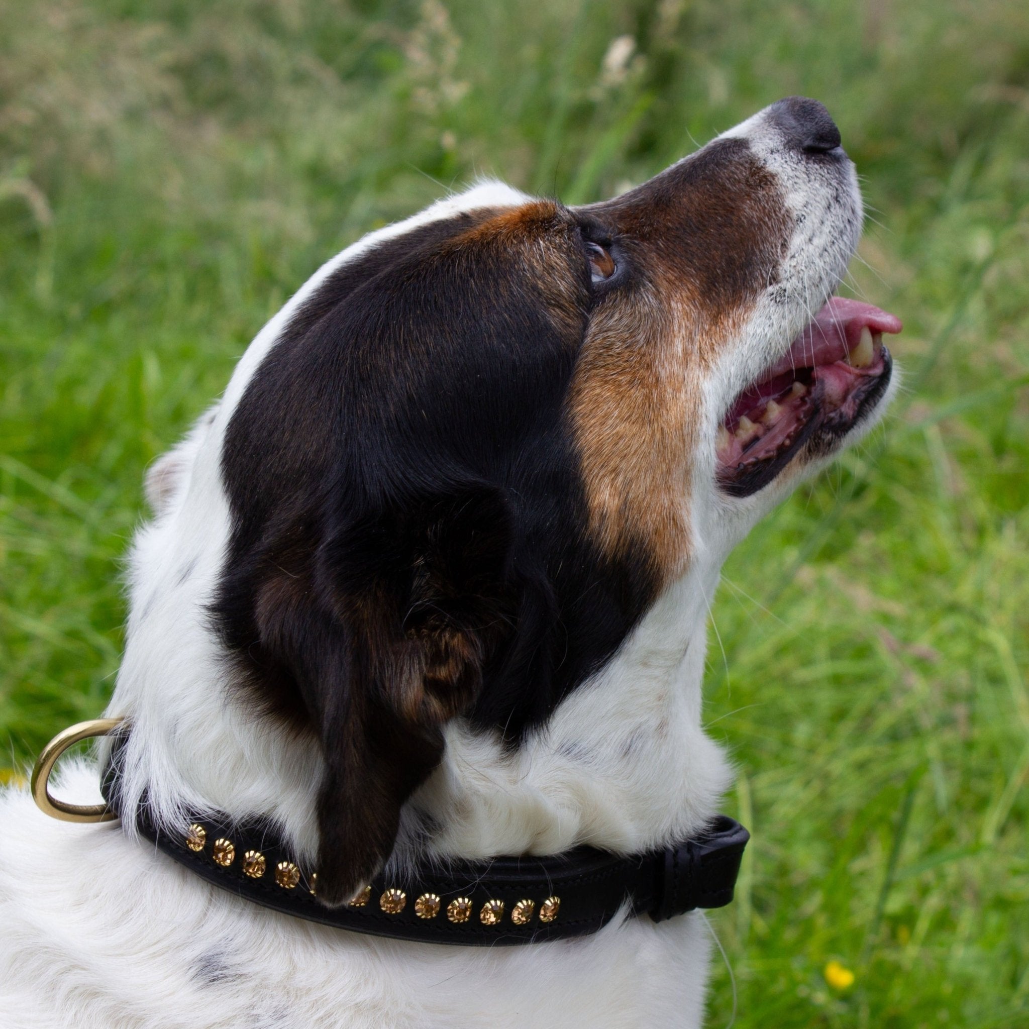 Ein Hund trägt ein schwarzes Lederhalsband mit funkelnden goldenen Strasssteinen von der Marke Ascot Reitsportartikel.