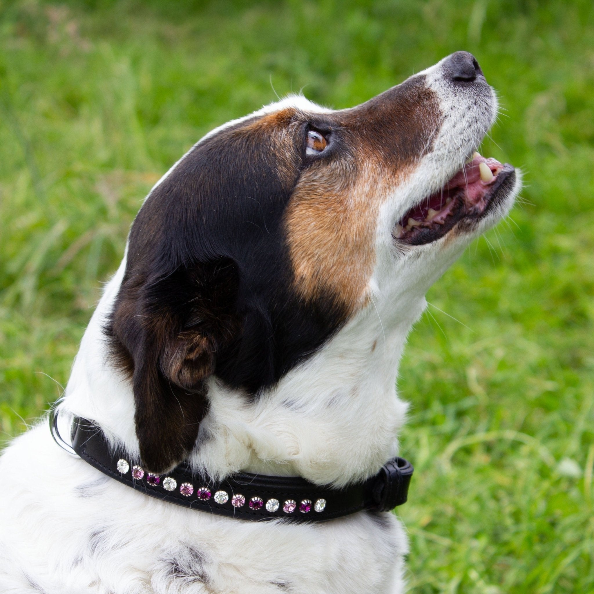 Ein Hund trägt ein schwarzes Lederhalsband mit rosa/ lilafarbigen Strasssteinen von der Marke Ascot Reitsportartikel.