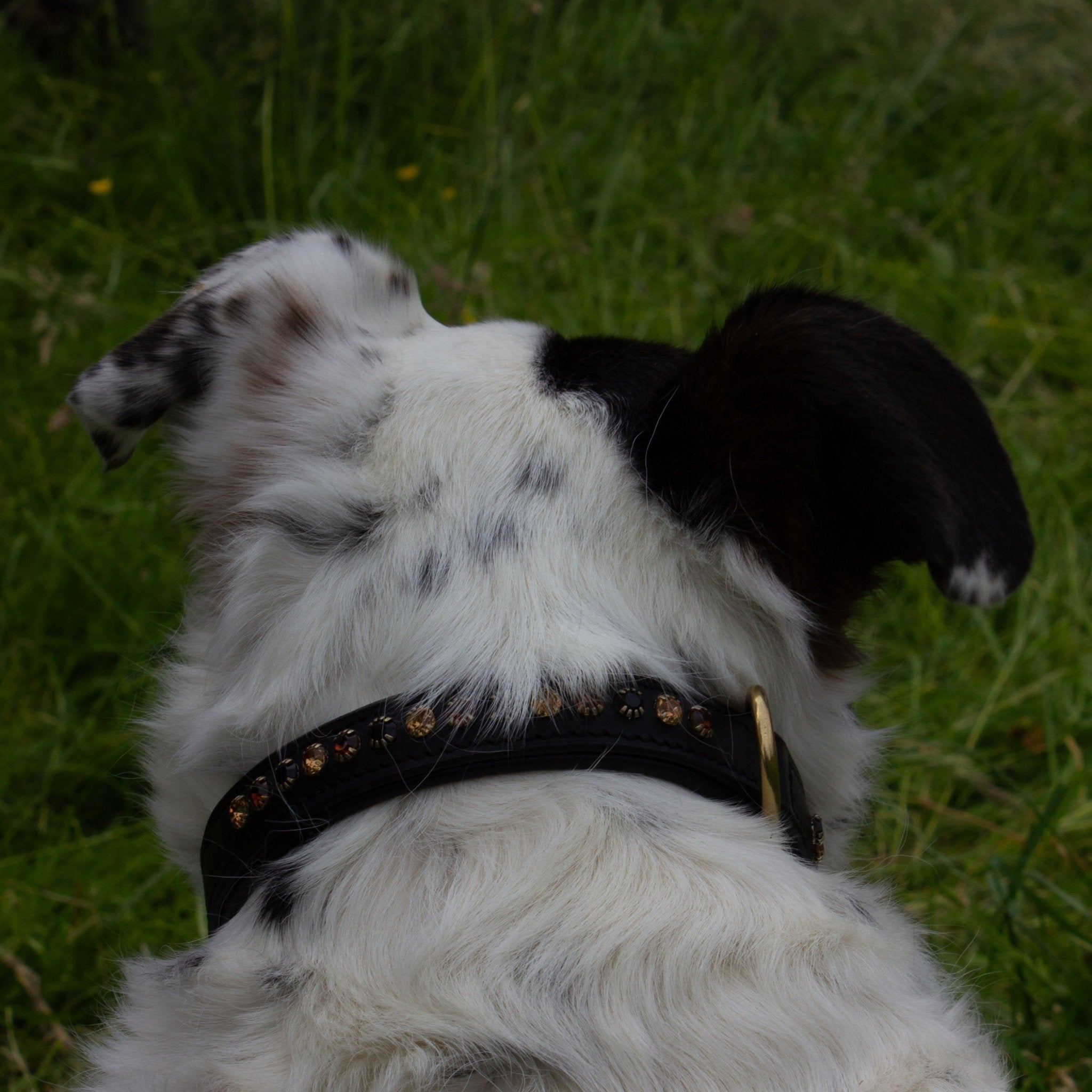 Ein Hund trägt ein schwarzes Lederhalsband mit funkelnden gold/ braunen Strasssteinen von der Marke Ascot Reitsportartikel.