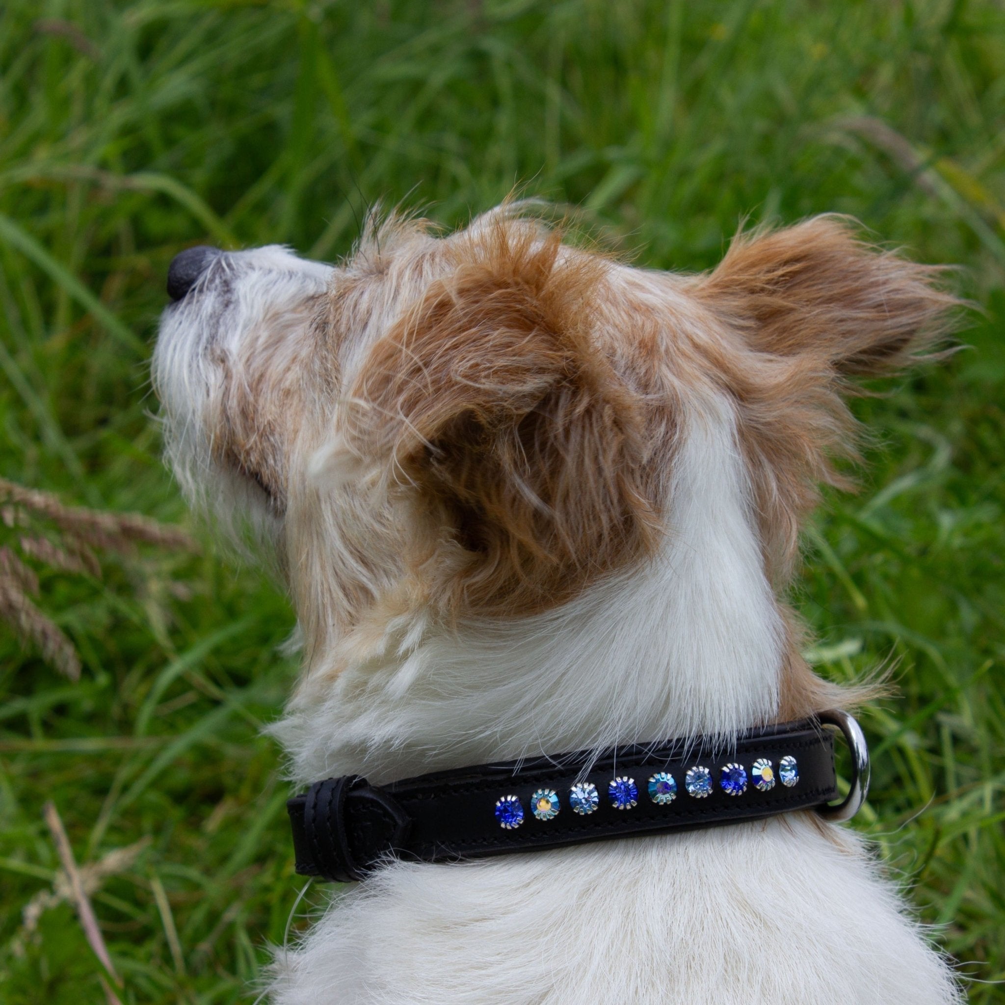 Ein Hund trägt ein schwarzes Lederhalsband mit funkelnden blau/ hellblau Strasssteinen von der Marke Ascot Reitsportartikel.