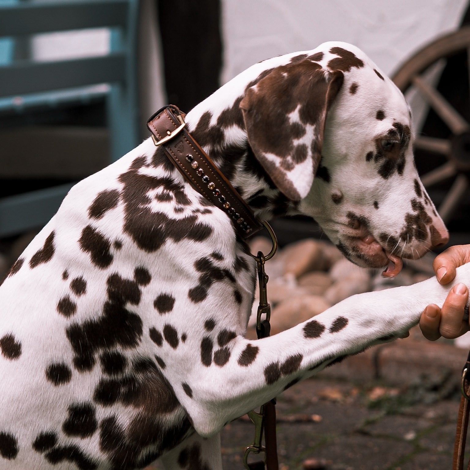 Hundehalsband mit aufgesetzten Steinen - Ascot Reitsportbraun/ mehrfarbige goldene steine