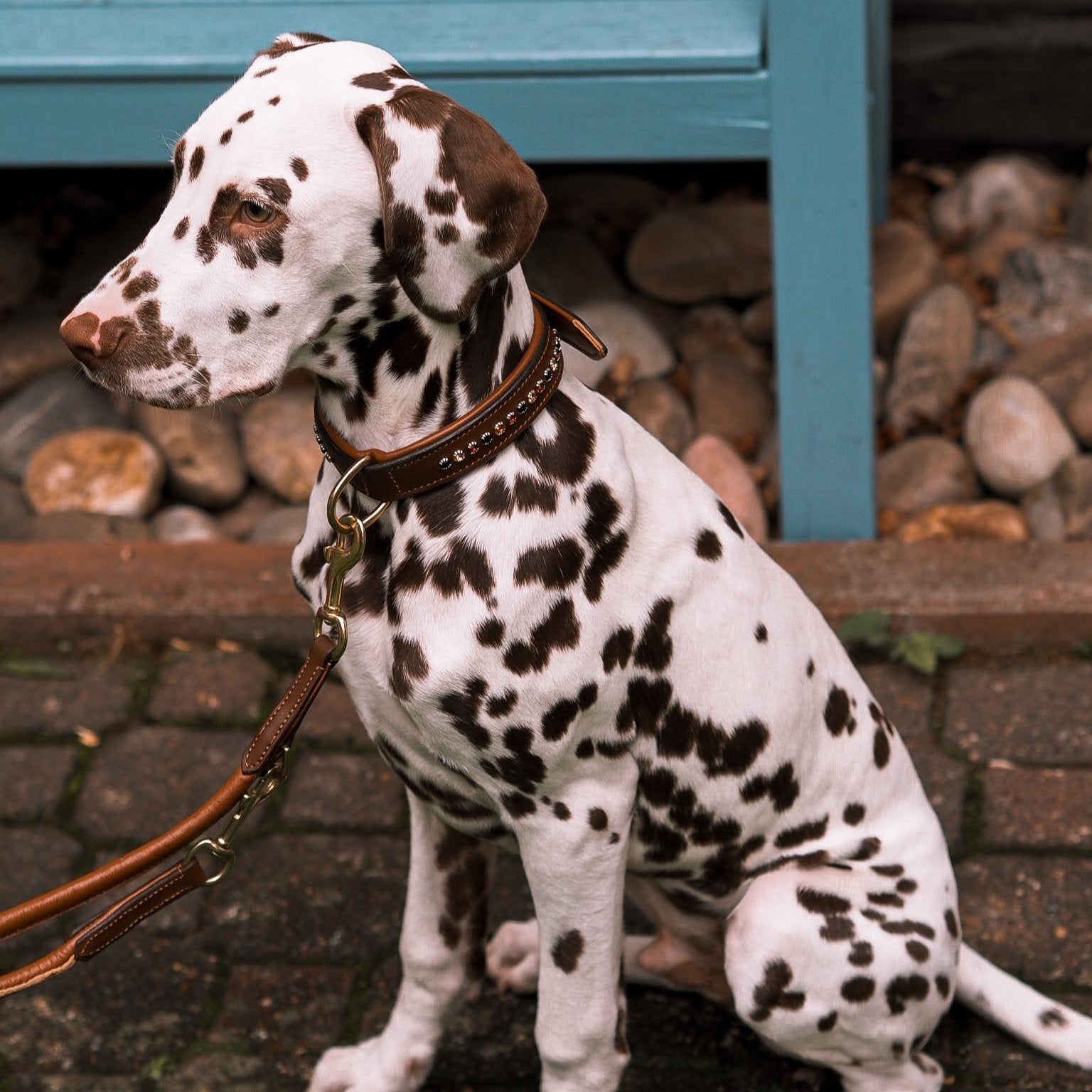 Hundehalsband mit aufgesetzten Steinen - Ascot Reitsportbraun/ mehrfarbige goldene steine