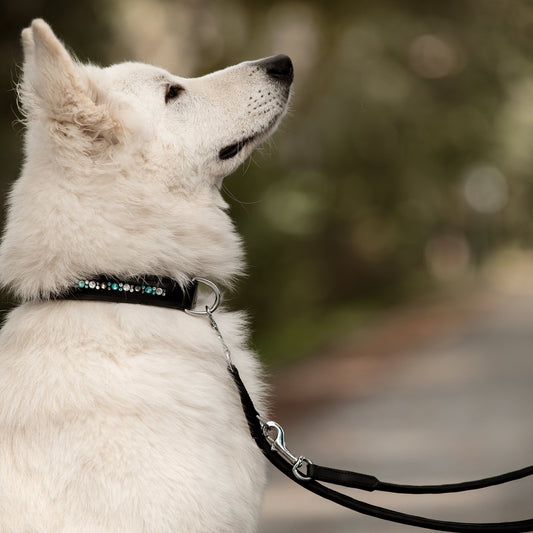 Hundehalsband mit innenliegenden Strasssteinen - Ascot Reitsportaqua (schwarzes Leder)