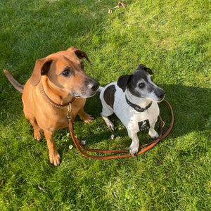 Hundeleine rundgenäht