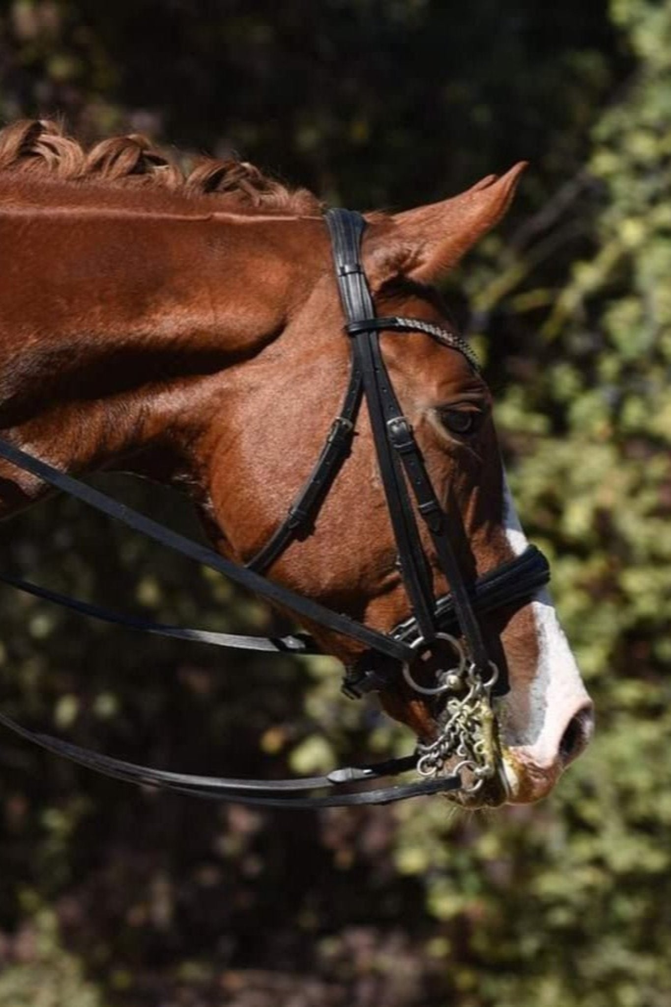 Anatomische Kandare Ascot schwedisch schwarz lack mit silbernen Beschlägen inkl. Kandaren und Trensenzügel - Ascot Reitsport