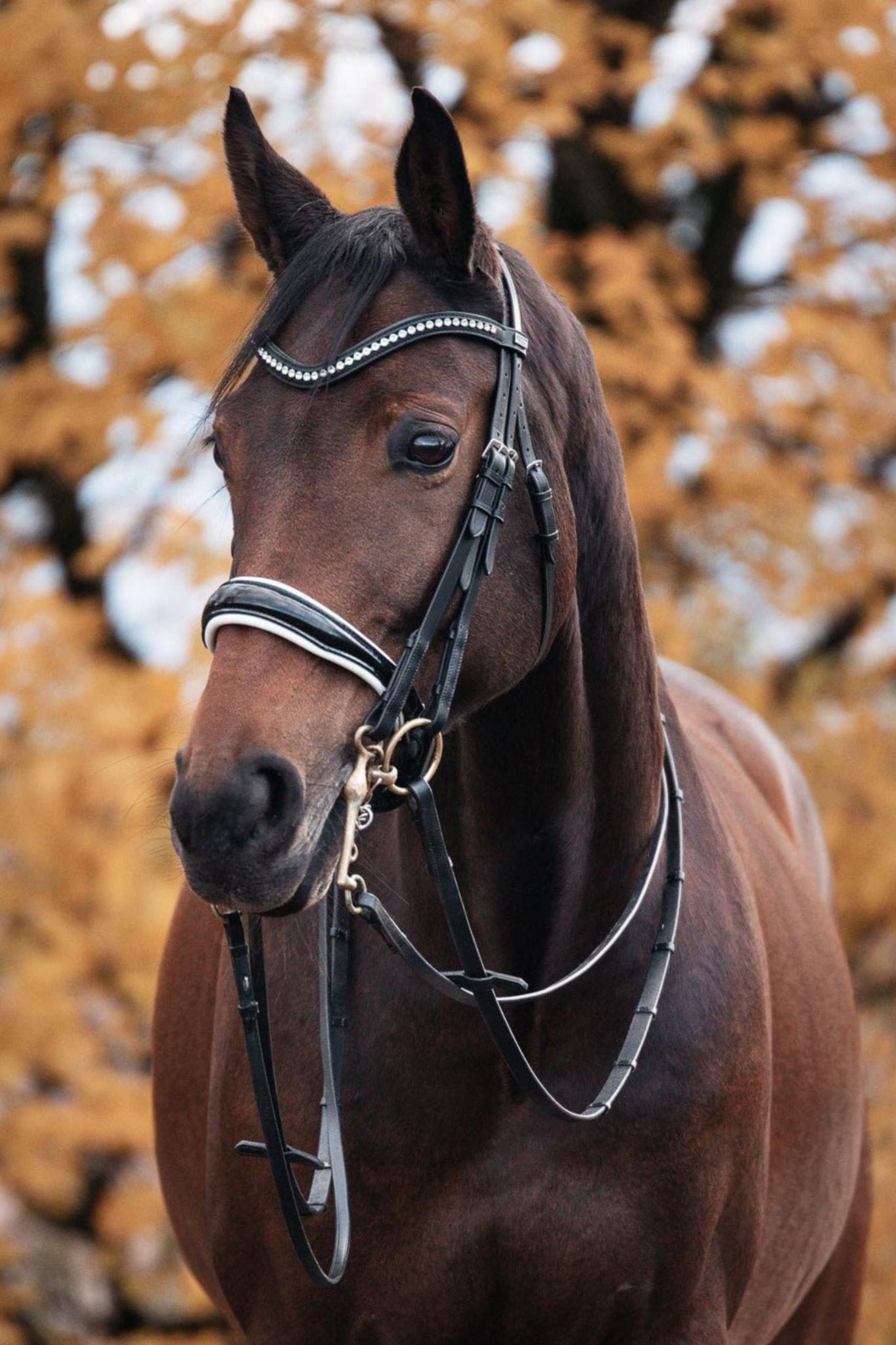 Anatomische Kandare Ascot (schwedisch) schwarz/ weiß lack mit silbernen Beschlägen - Ascot Reitsport