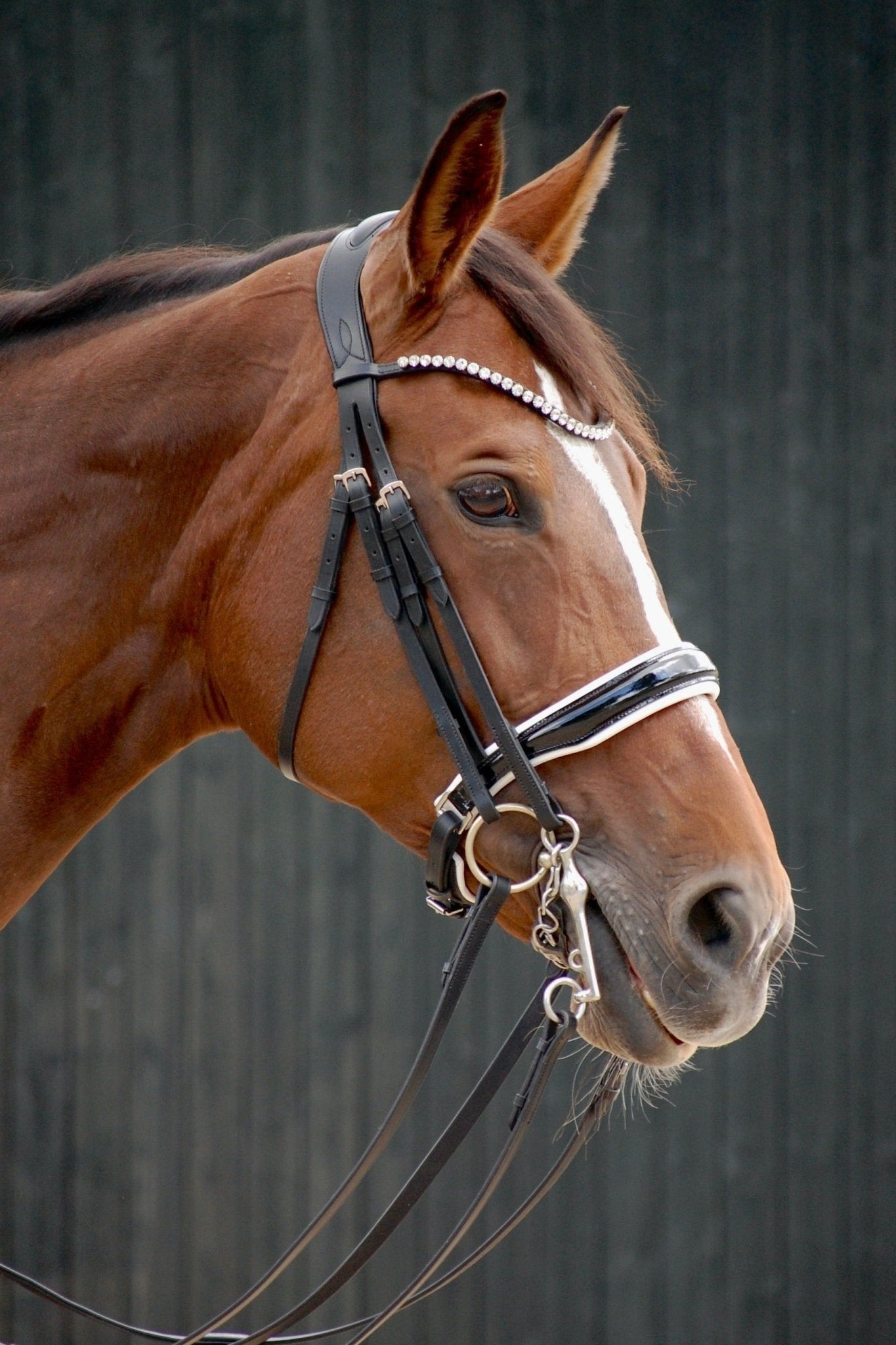 Kandare Kairo - Ascot Reitsportschwarz/ weiß lack mit silbernen Beschlägen