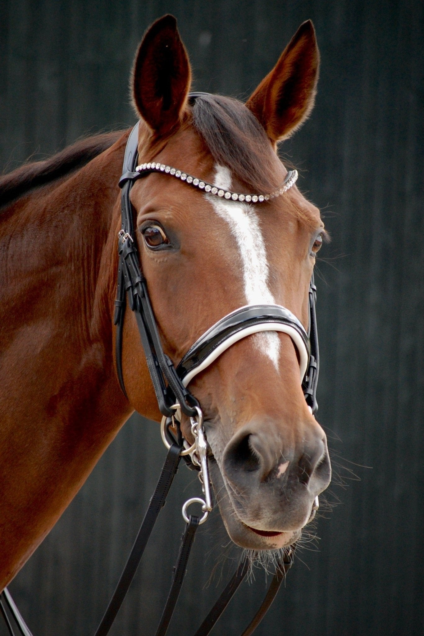 Kandare Kairo - Ascot Reitsportschwarz/ weiß lack mit silbernen Beschlägen