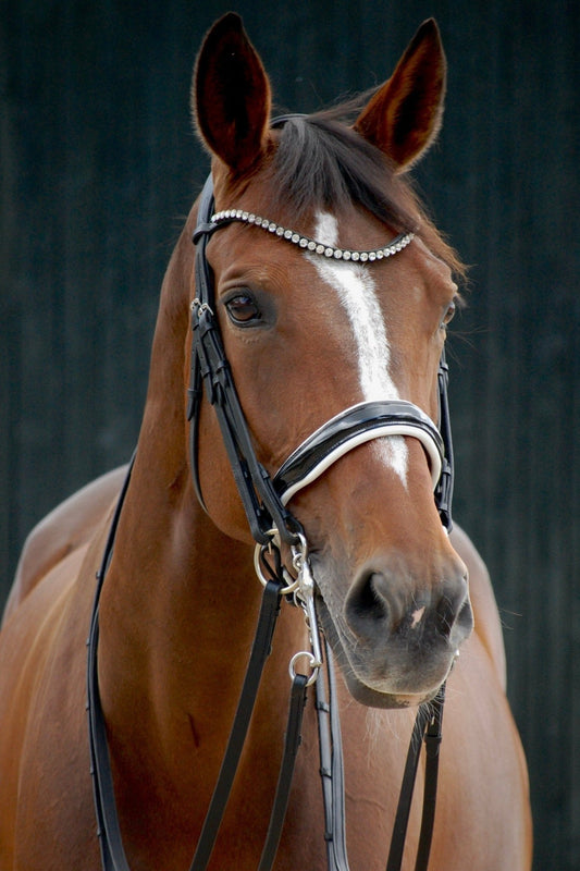 Kandare Kairo - Ascot Reitsportschwarz/ weiß lack mit silbernen Beschlägen