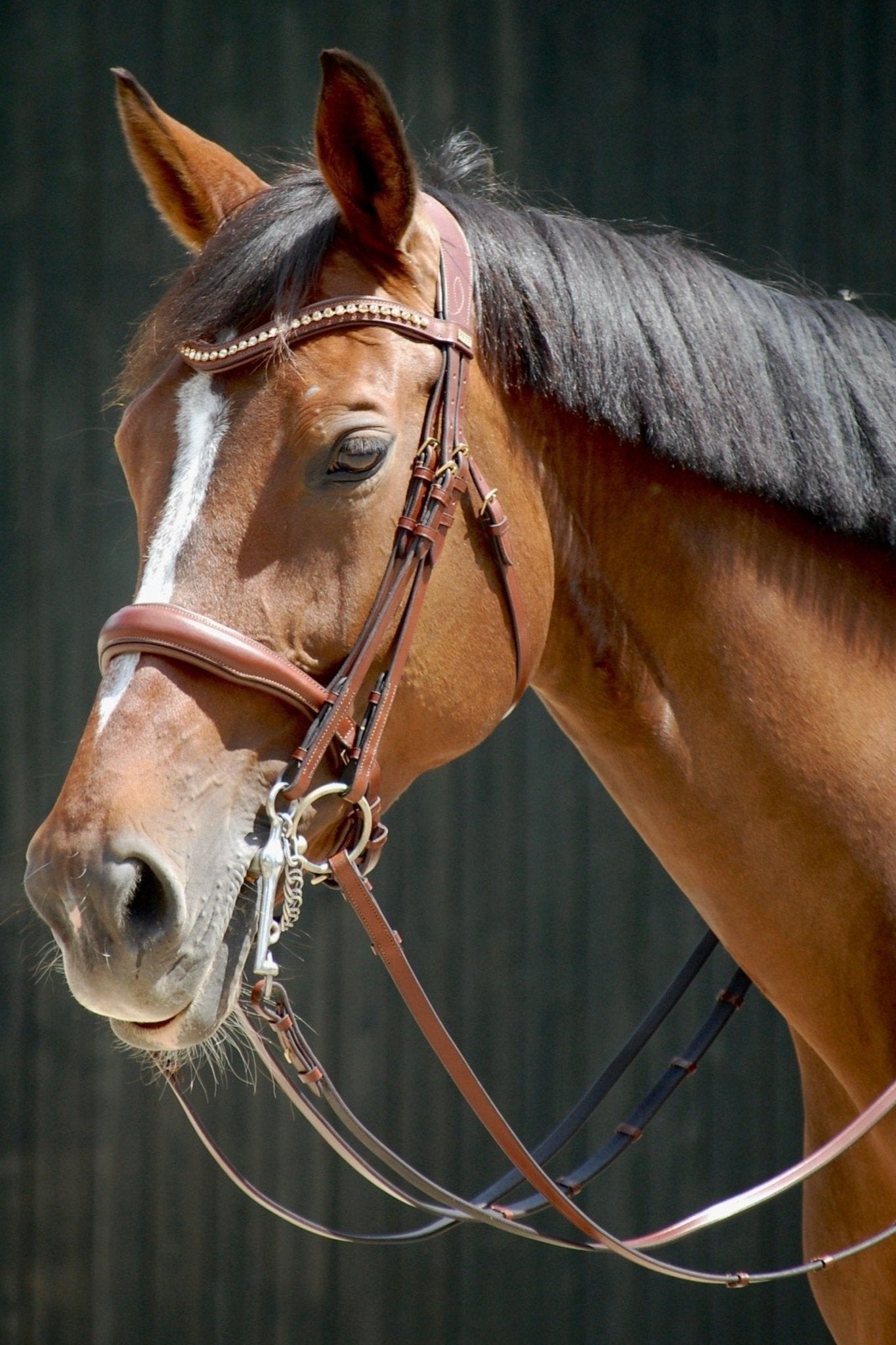 Kandare Kairo - Ascot Reitsporttan (rotbraun) mit Messingbeschlägen