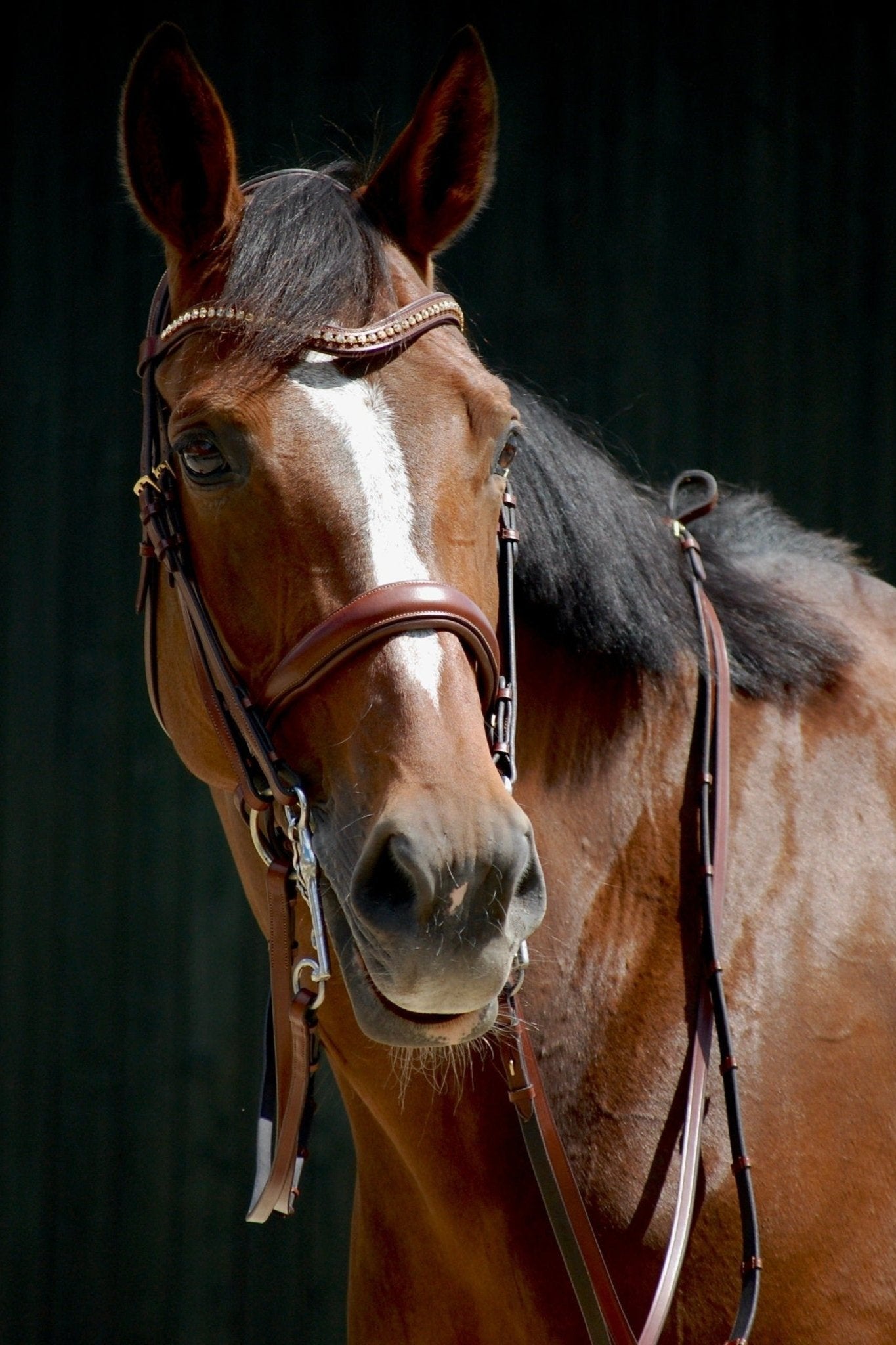 Kandare Kairo - Ascot Reitsporttan (rotbraun) mit Messingbeschlägen