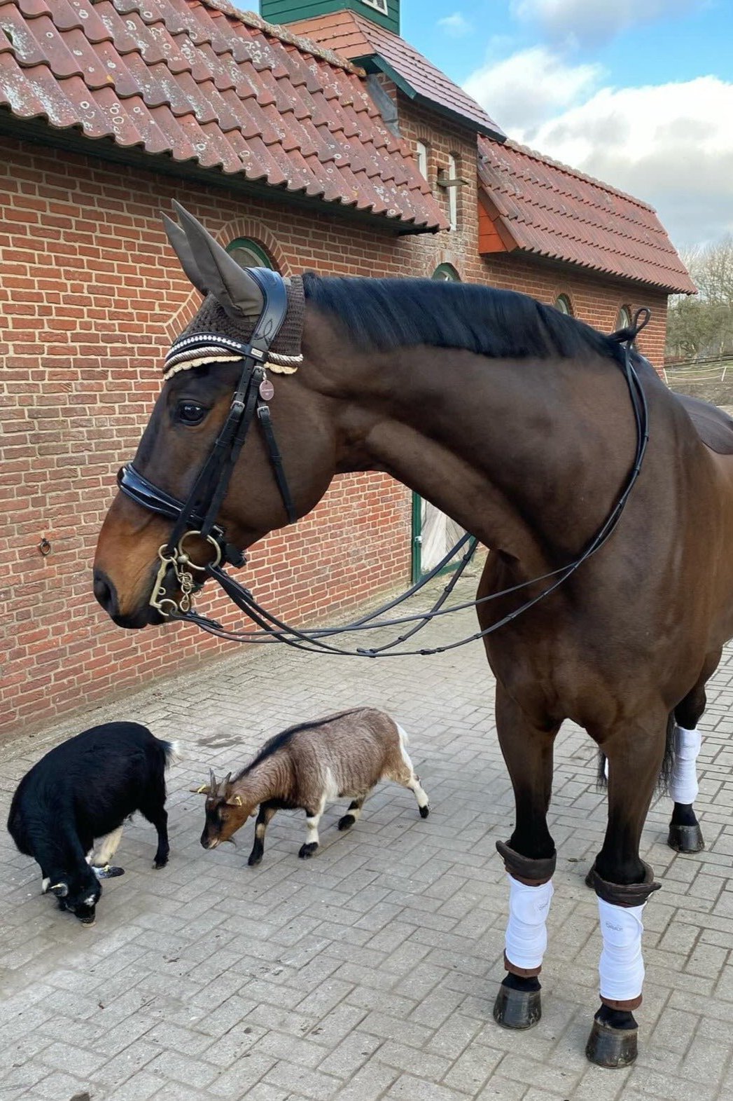 Kandare Kairo schwarz lack mit silbernen Beschlägen- inkl. Kandaren und Trensezügel von der Marke Ascot Reitsportartikel.